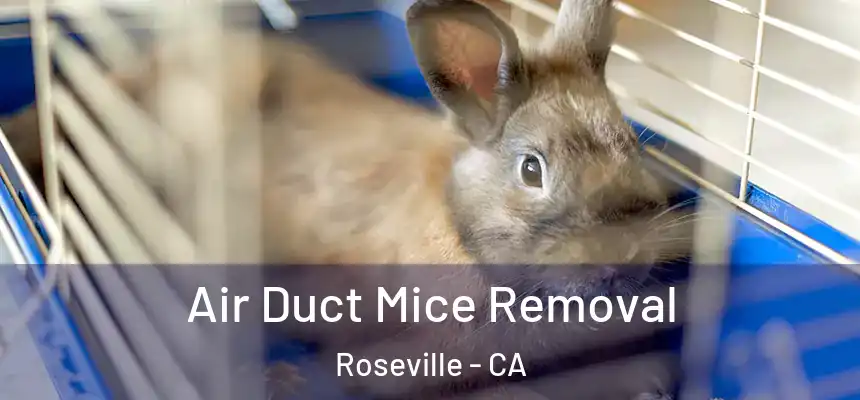  Air Duct Mice Removal Roseville - CA